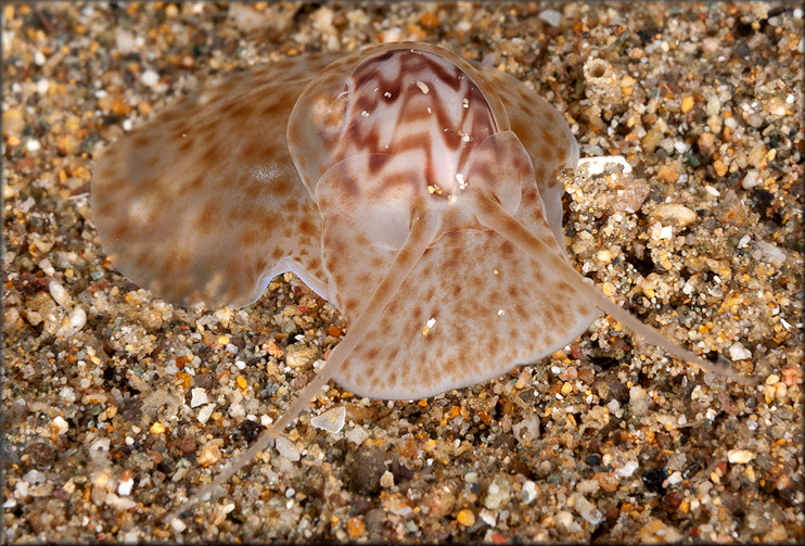 Tanea undulata (Rding, 1798)