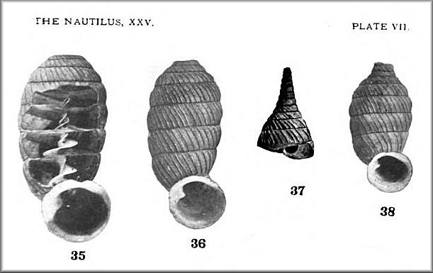 Urocoptis alvearis Torre, 1911 Type Figures