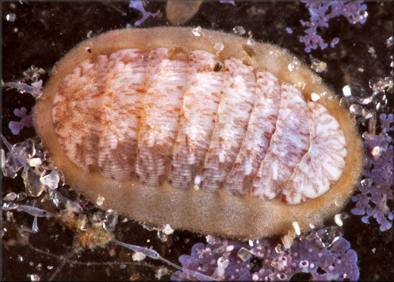 Ischnochiton hartmeyeri Thiele, 1910 Multiringed Chiton