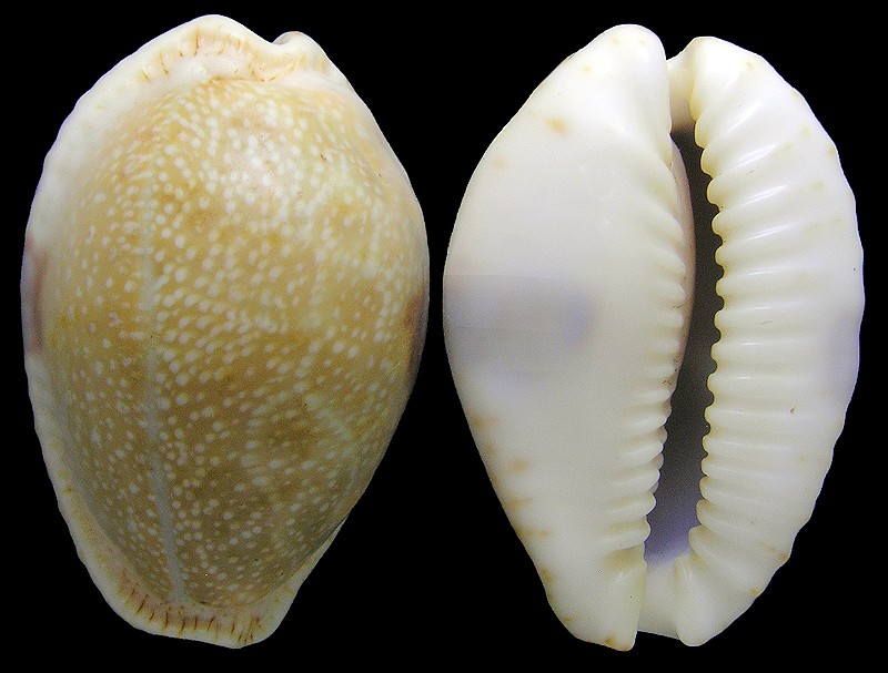 Naria erosa (Linnaeus, 1758)