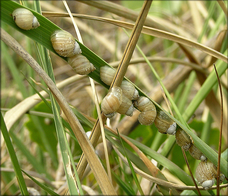 Succinea campestris Say, 1818 Crinkled Ambersnail Mating Aggregation