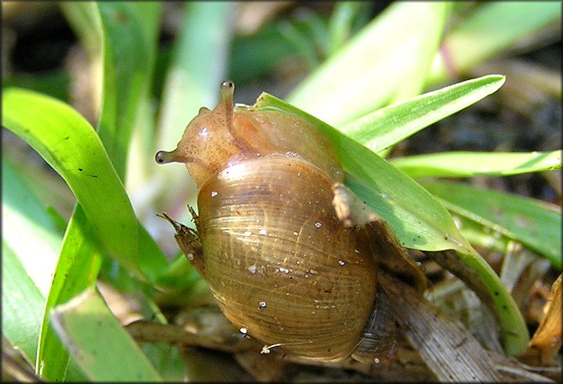 Succinea unicolor Tryon, 1866 Squatty Ambersnail