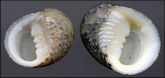 Sinistral Nerita striata Burrow, 1815