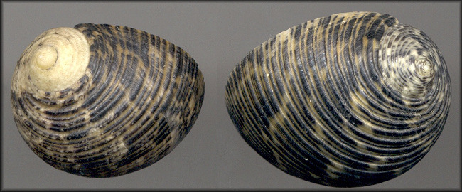 Sinistral Nerita striata Burrow, 1815