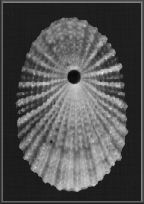 Diodora meta (von Ihering, 1927) Meta Keyhole Limpet