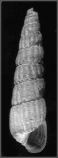 Turbonilla (Pyrgiscus) incisa Bush, 1899 Incised Turbonille