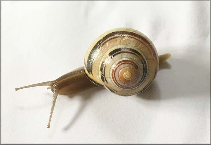 Cepaea nemoralis (Linnaeus, 1758) Grovesnail Sinistral