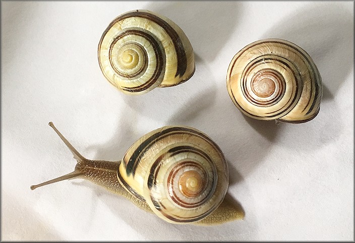 Cepaea nemoralis (Linnaeus, 1758) Grovesnail Sinistral