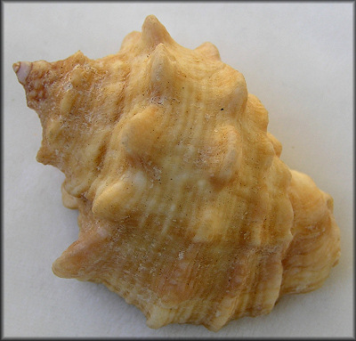Neorapana tuberculata (Gray in G. B. Sowerby II, 1835)