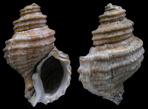 Neptunea lyrata decemcostata (Say, 1826) Wrinkle Whelk