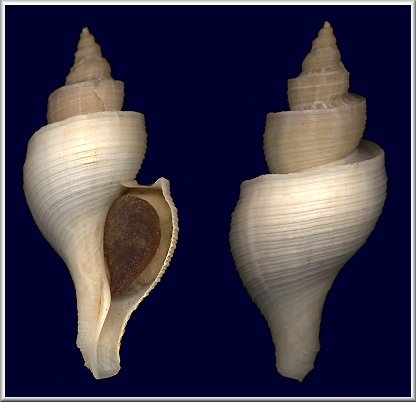 Neptunea tabulata (Baird, 1863) Tabled Whelk