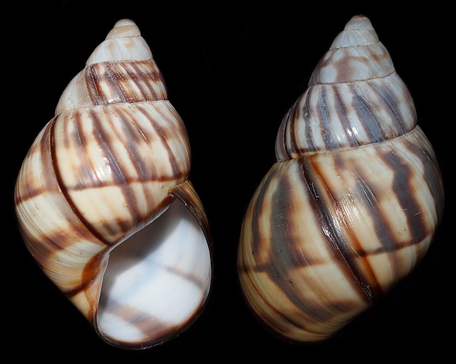 Orthalicus reses nesodryas Pilsbry, 1946 Florida Keys Tree Snail