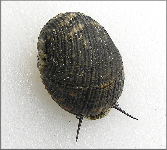 Nerita fulgurans Gmelin, 1791 Antillean Nerite