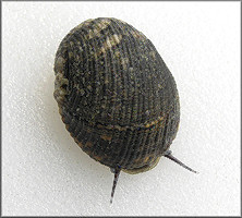 Nerita fulgurans Gmelin, 1791 Antillean Nerite