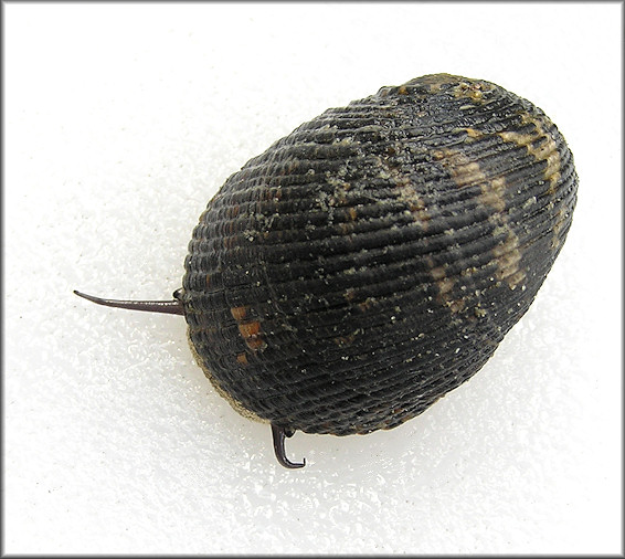 Nerita fulgurans Gmelin, 1791 Antillean Nerite