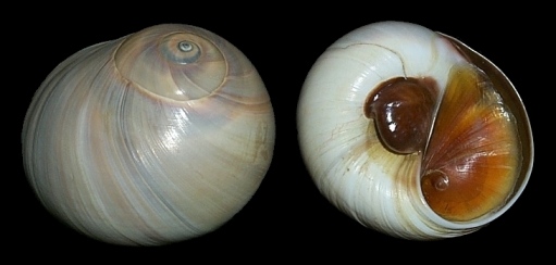 Neverita duplicata (Say, 1822) Shark Eye