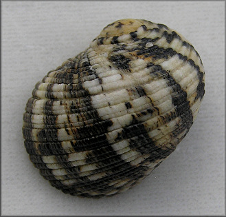 Nerita fulgurans Gmelin, 1791 Antillean Nerite