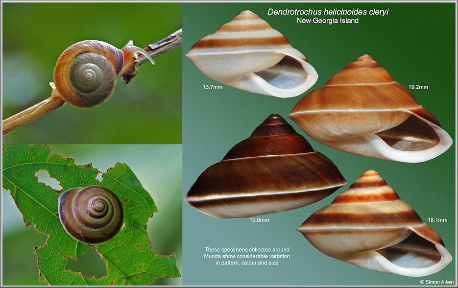 Dendrotrochus helicinoides cleryi (Rcluz, 1851)