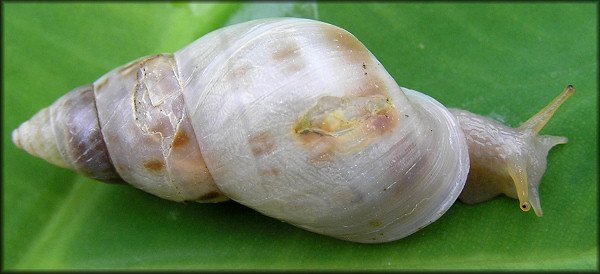 Drymaeus dormani (W. G. Binney, 1857) Manatee Treesnail