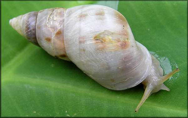 Drymaeus dormani (W. G. Binney, 1857) Manatee Treesnail