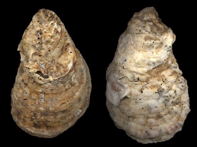 Crassostrea virginica (Gmelin, 1791) Eastern Oyster