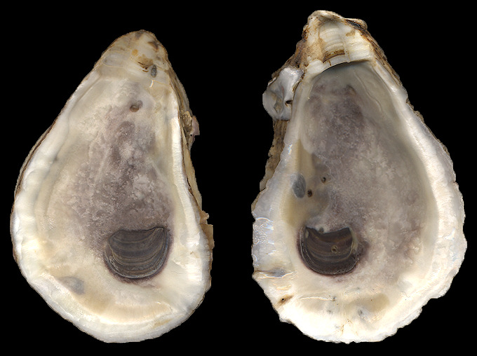 Crassostrea virginica (Gmelin, 1791) Eastern Oyster