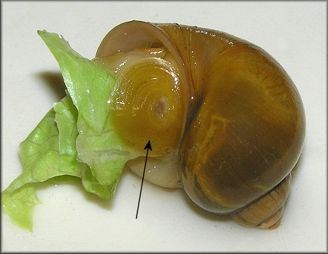 Hatton Chase lake Pomacea with newly grown operculum