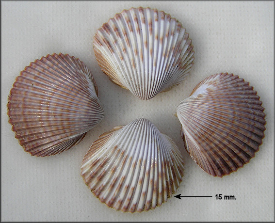 Dinocardium robustum (John Lightfoot, 1786) Atlantic Giant Cockle