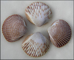 Dinocardium robustum (John Lightfoot, 1786) Atlantic Giant Cockle