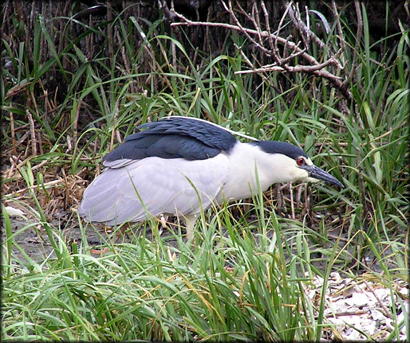 Nycticorax nycticorax Black-crowned Night-Heron