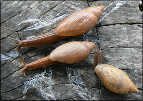 Euglandina rosea (Frussac, 1821) Rosy Wolfsnail