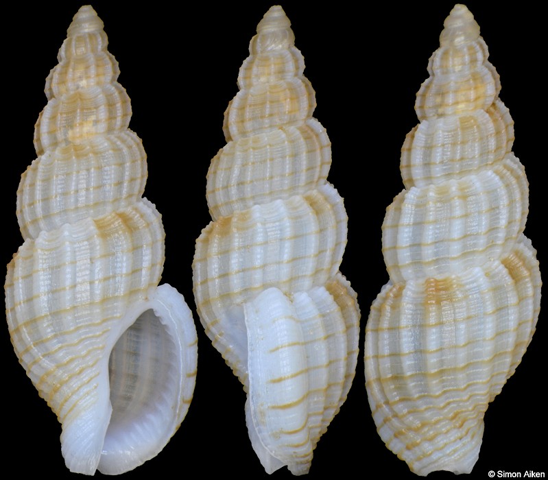 Antillophos nigroliratus (Habe, 1961)