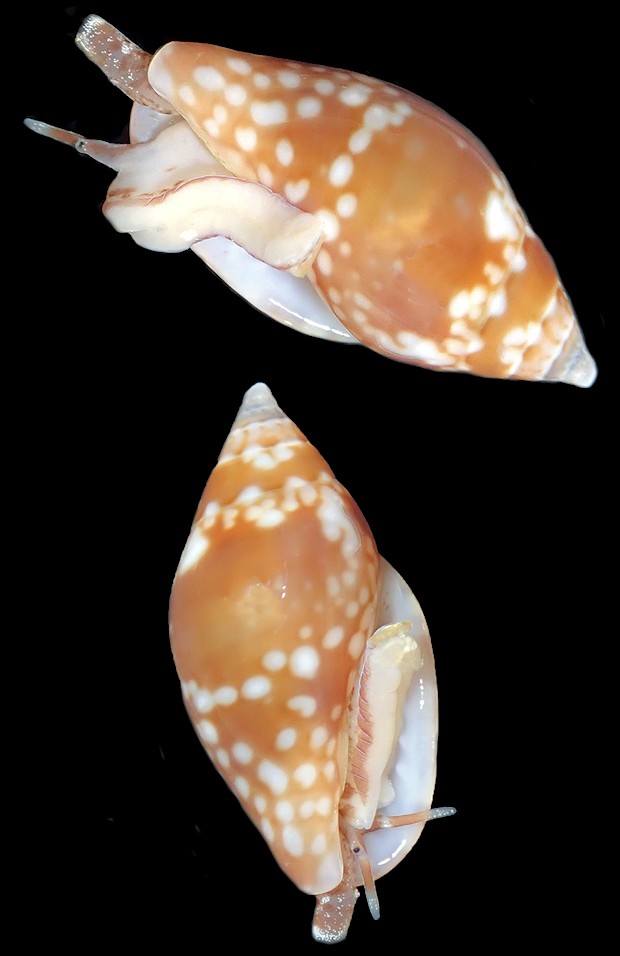 Nitidella nitida (Lamarck, 1822) Glossy Dovesnail