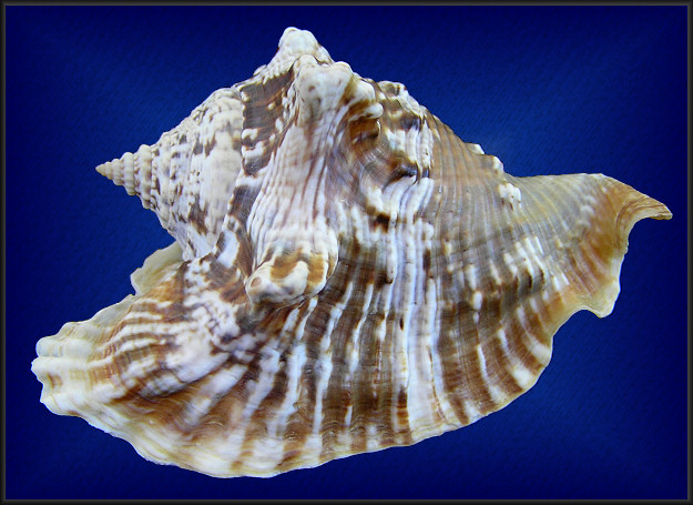 Lobatus raninus (Gmelin, 1791) Hawkwing Conch