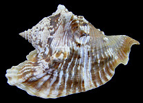 Lobatus raninus (Gmelin, 1791) Hawkwing Conch