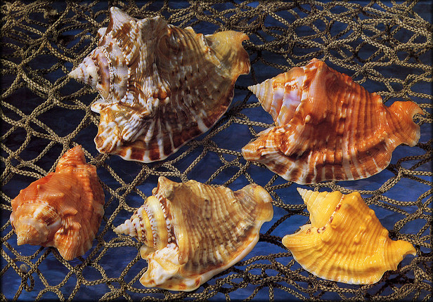 Lobatus raninus (Gmelin, 1791) Hawkwing Conch