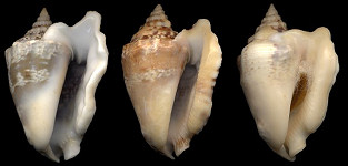 Lobatus raninus (Gmelin, 1791) form nanus Bales, 1942 Hawkwing Conch