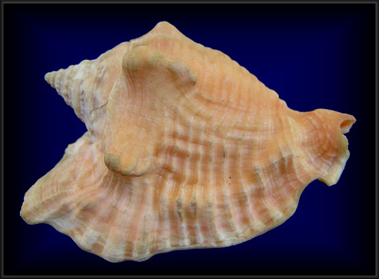 Lobatus raninus (Gmelin, 1791) Hawkwing Conch