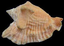 Lobatus raninus (Gmelin, 1791) Hawkwing Conch