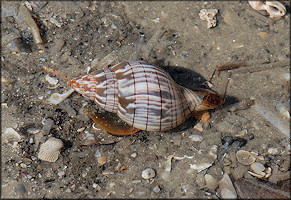 Cinctura hunteria (G. Perry, 1811) Eastern Banded Tulip) On The Prowl