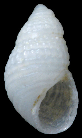 Chrysallida nioba (Dall and Bartsch, 1911) Niobe Odostome