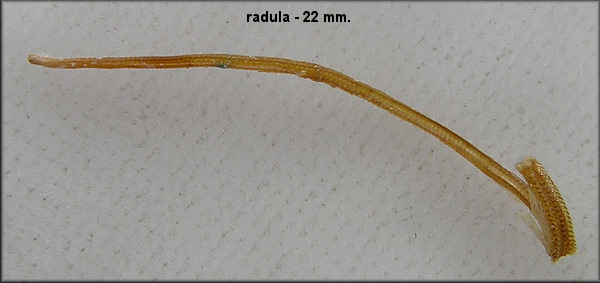 Radula