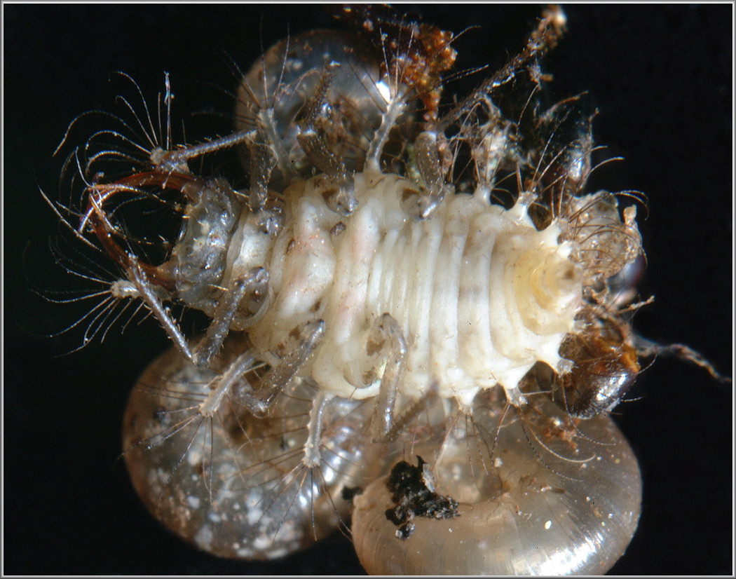 Green Lacewing larva [Arthropoda: Insecta: Neuroptera: Chrysopidae]