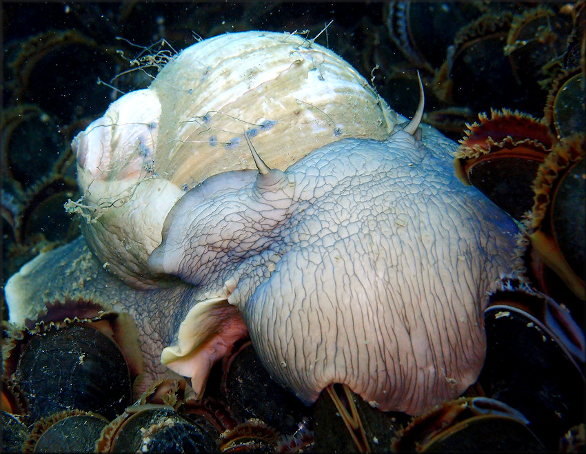 Euspira heros (Say, 1822) Northern Moonsnail In Situ