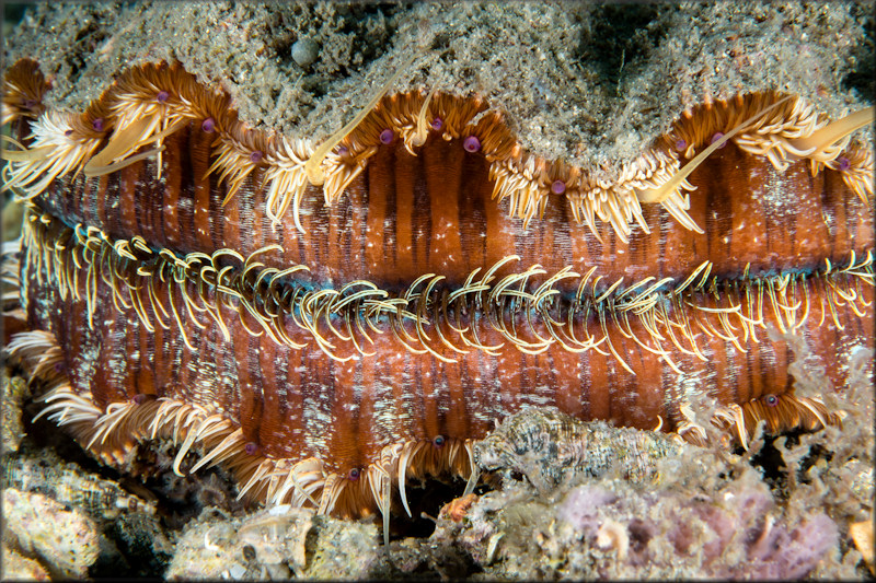 Nodipecten nodosus fragosus (Conrad, 1849) Lions-paw Scallop