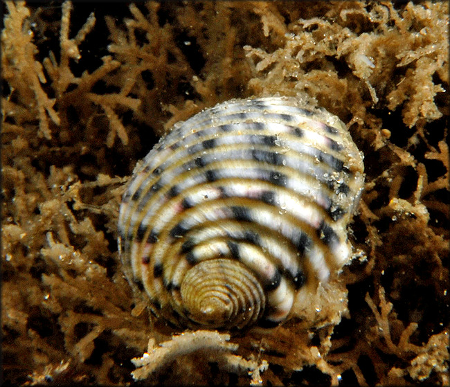 Nerita versicolor Gmelin, 1791Four-tooth Nerite In Situ