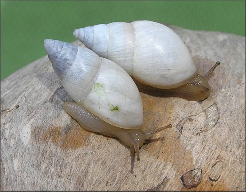 Bulimulus sporadicus (d’Orbigny, 1835)