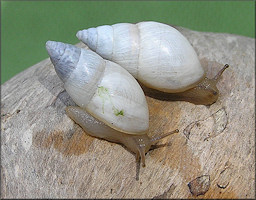 Bulimulus sporadicus (d’Orbigny, 1835)