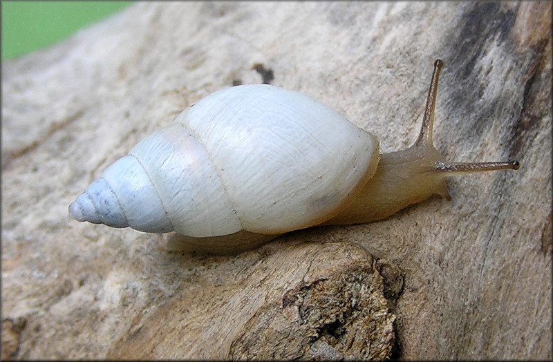 Bulimulus sporadicus (d’Orbigny, 1835)