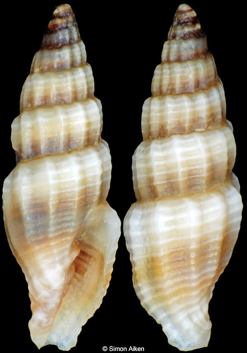 Vexillum noduliferum (A. Adams, 1853)